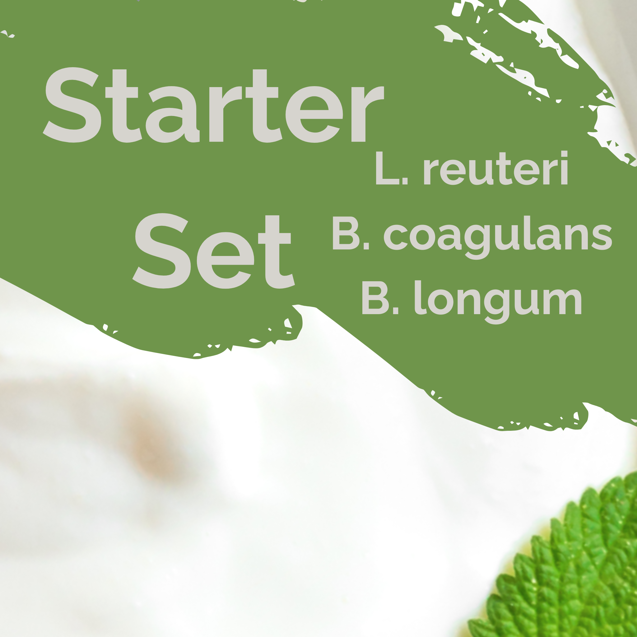 L. reuteri + B. coagulans + B. longum | Yoghurt Starter Set | SIBO | Starterculturen | 3-Pack