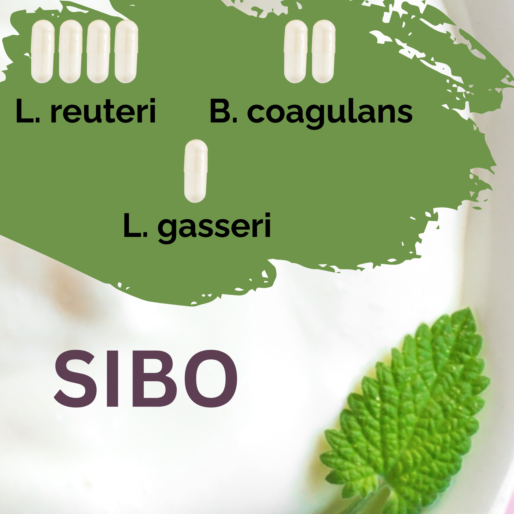 L. reuteri + B. coagulans + L. gasseri | Yoghurt Starter Set | SIBO | Starterculturen | Set van 3